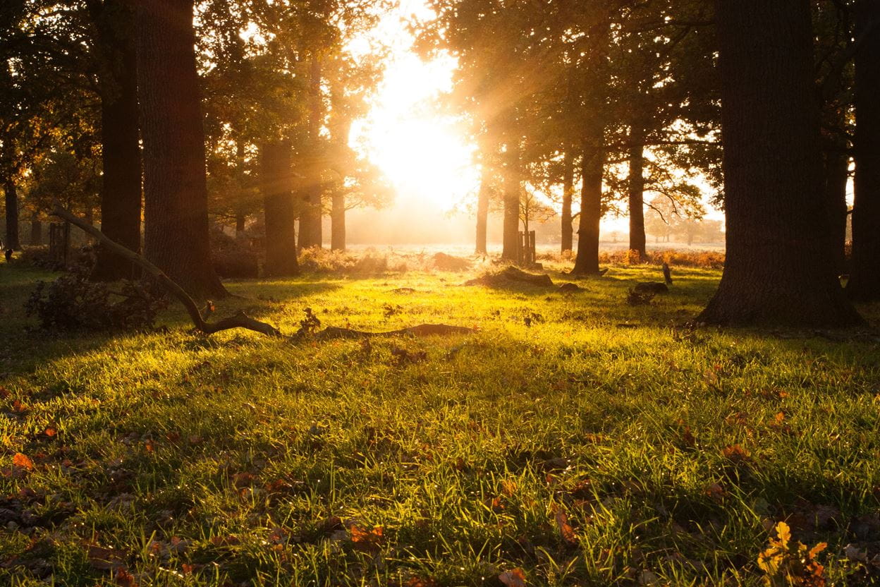 Golden sunlight streaming through tall trees onto a grassy forest floor during sunrise or sunset